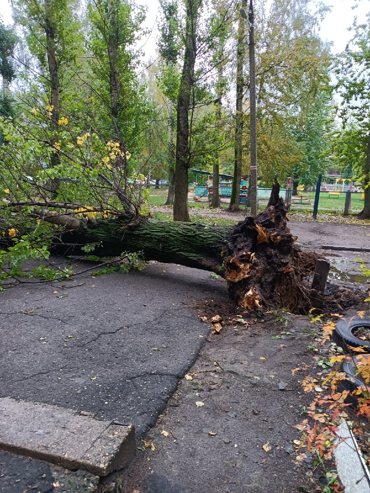 В Ярославле перед подъездом рухнуло старое дерево