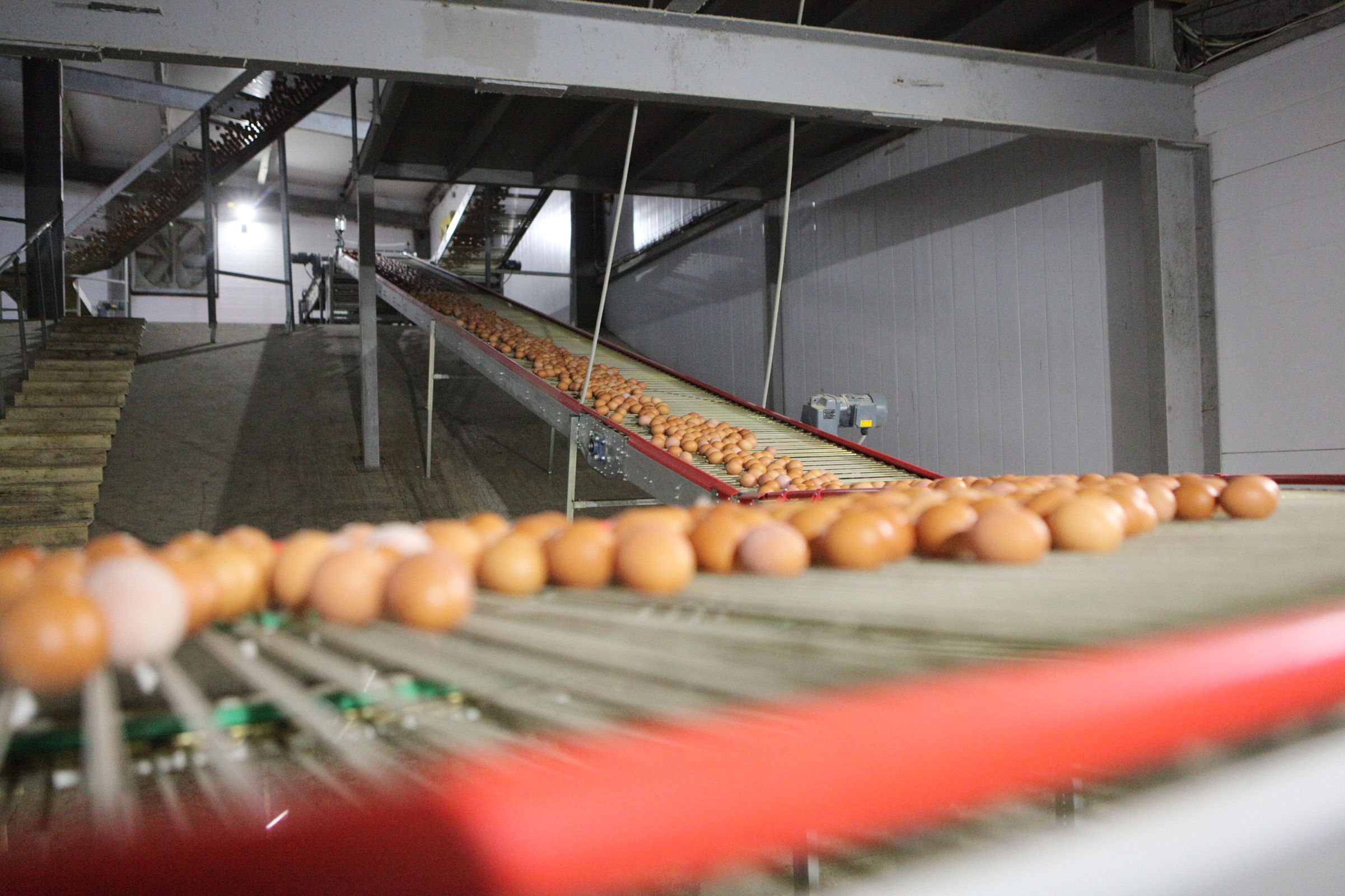 Крупнейшее птицеводческое предприятие региона наращивает производство яиц