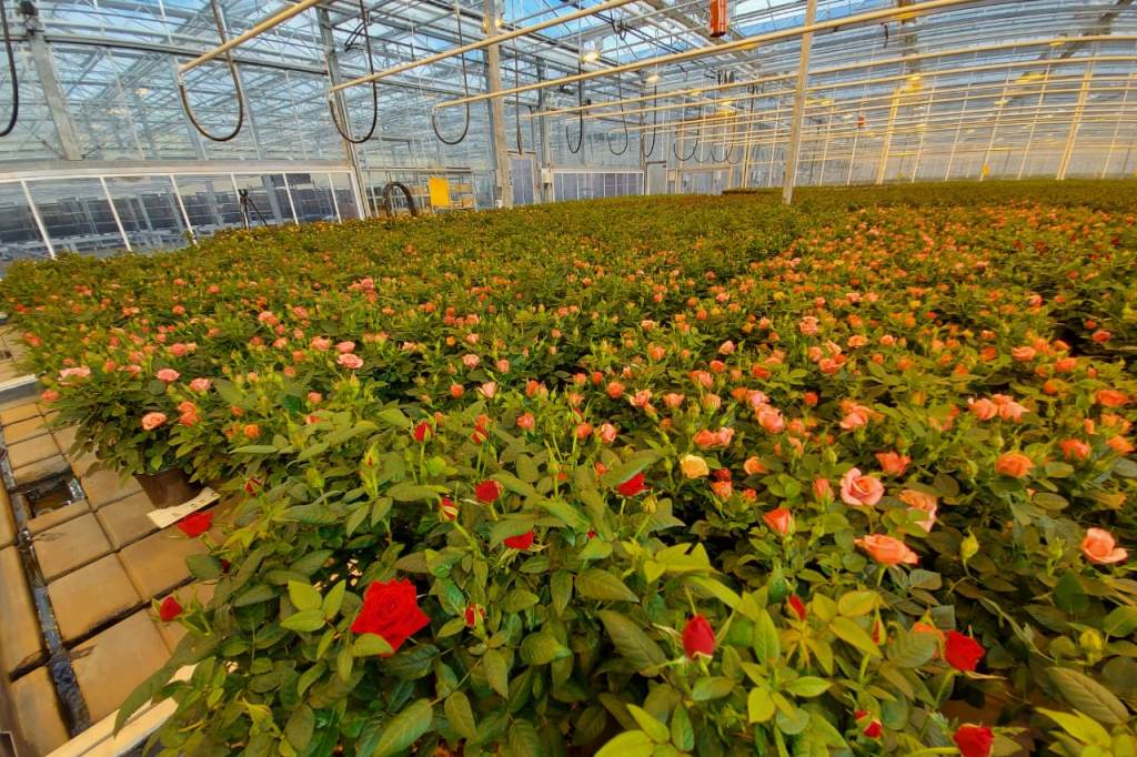 Тепличный комплекс по выращиванию роз построят в Ярославском районе