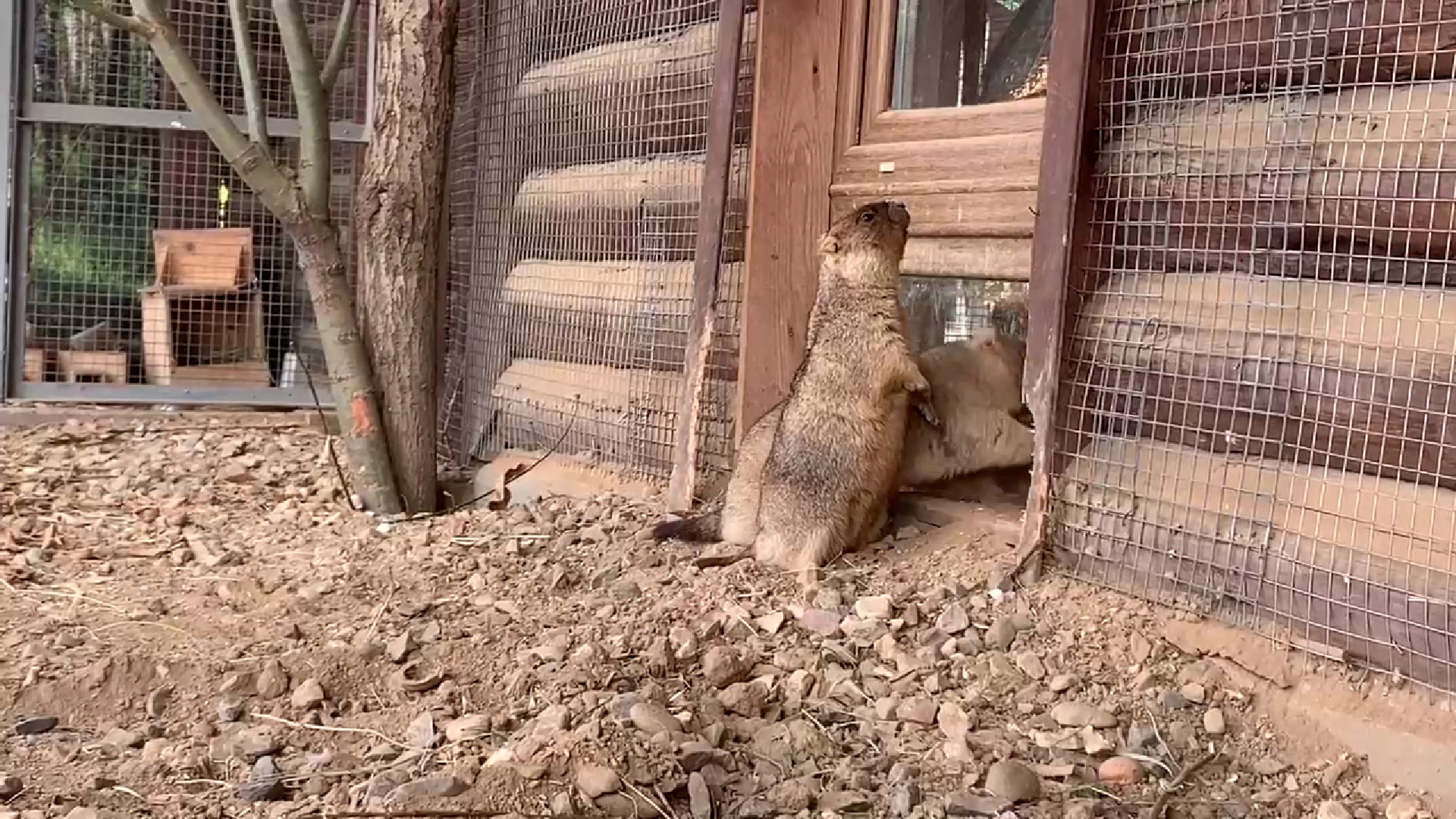 Сурки Федор и Федора в Ярославском зоопарке отправляются в зимнюю спячку