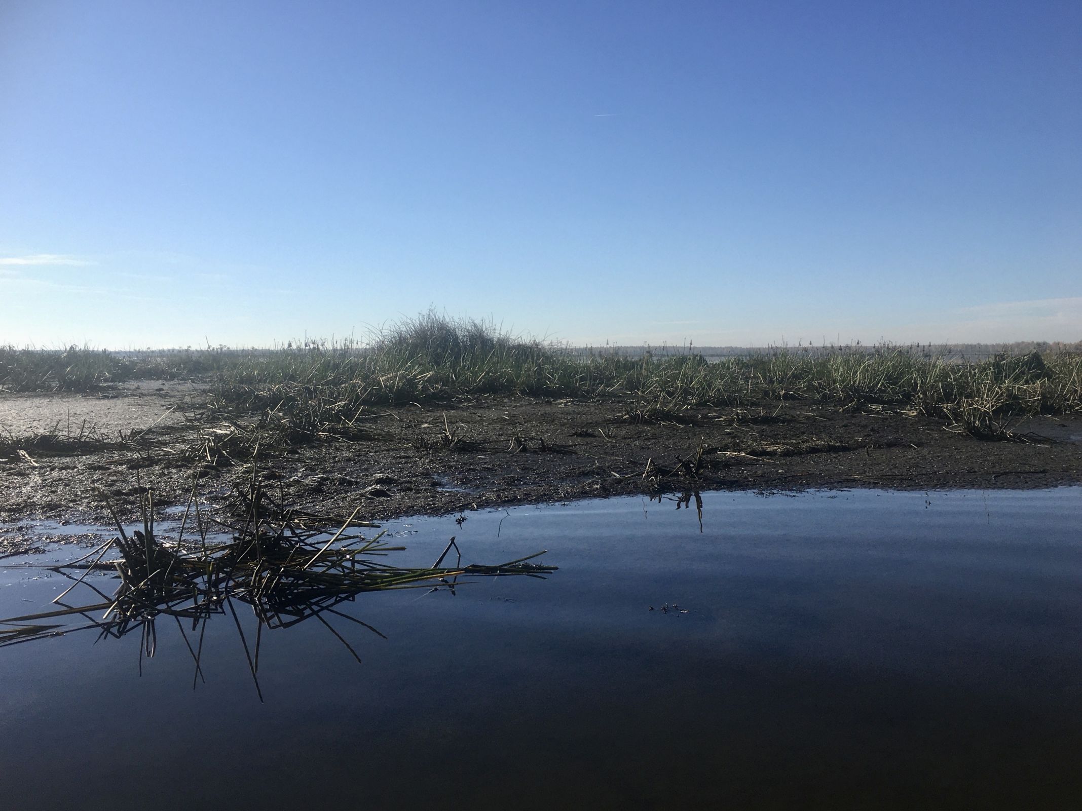 Жителей Ярославской области беспокоит превращение уникального Яхробольского озера в болото