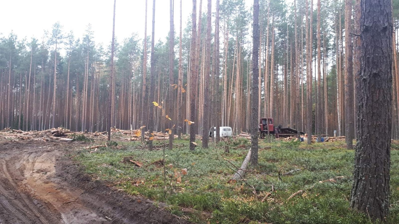 Следователи начали проверку в связи с вырубкой леса в Карабихе