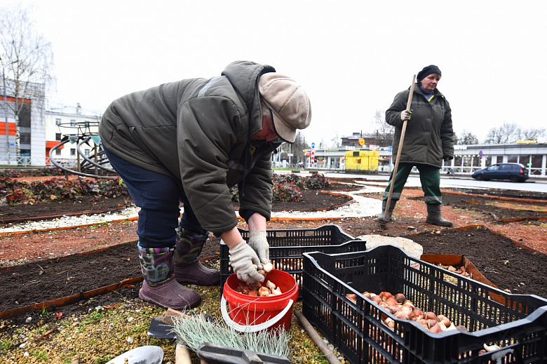 В Ярославле высаживают тюльпаны