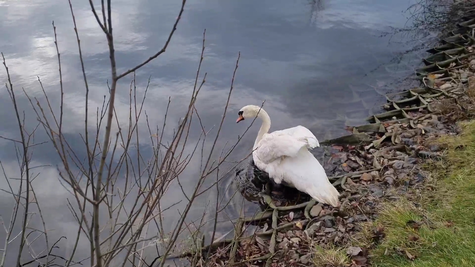 Пара лебедей из Толгского монастыря перезимует в Ярославском зоопарке