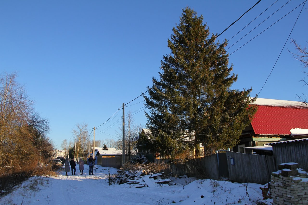 В Рыбинске выбирают, какая елка будет украшать Красную площадь