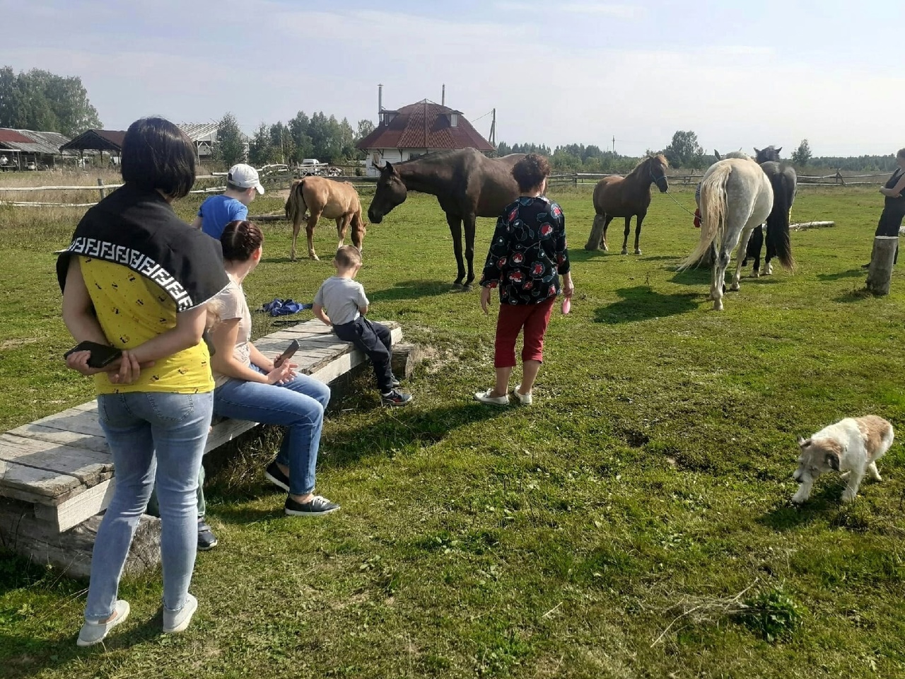 Будь человеком – обними корову. В Ярославской области людей реабилитируют с помощью животных