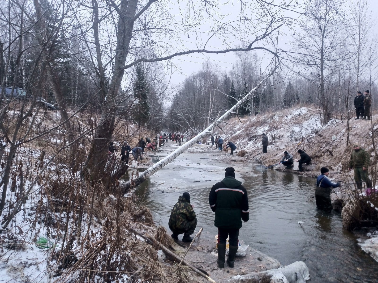 «Жадные и голодные браконьеры»: в соцсетях сообщили о массовом вылове рыбы на речке в Ярославской области