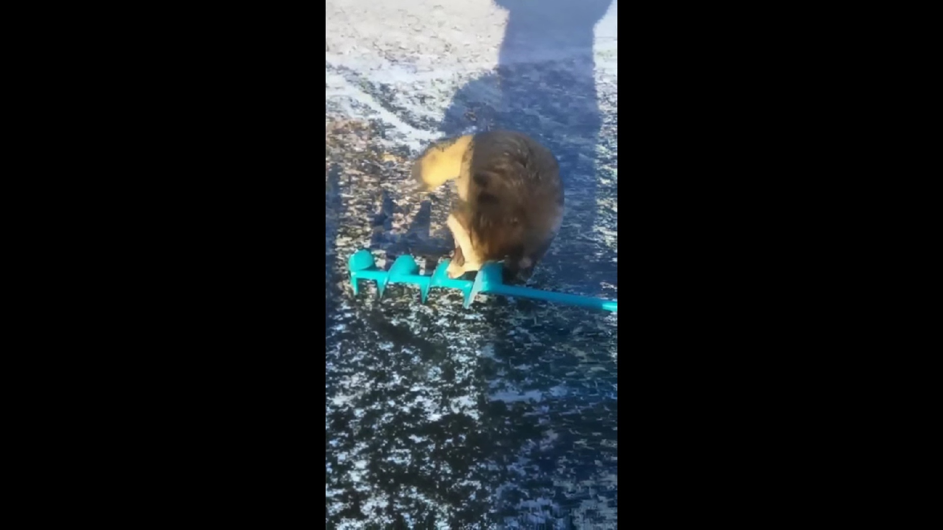 На Рыбинском водохранилище енотовидная собака пыталась украсть у рыбаков снаряжение