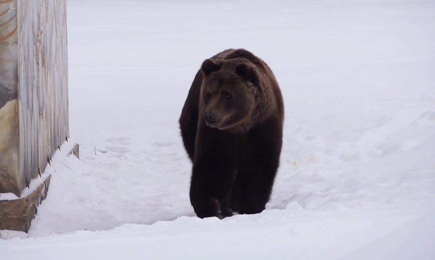 Медведи из Ярославского зоопарка ушли в зимнюю спячку