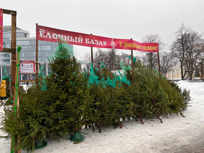 В Ярославле открылись елочные базары