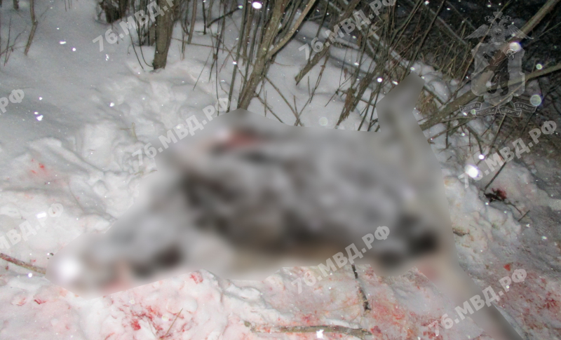 В Ярославской области задержали жителя Подмосковья за отстрел лося