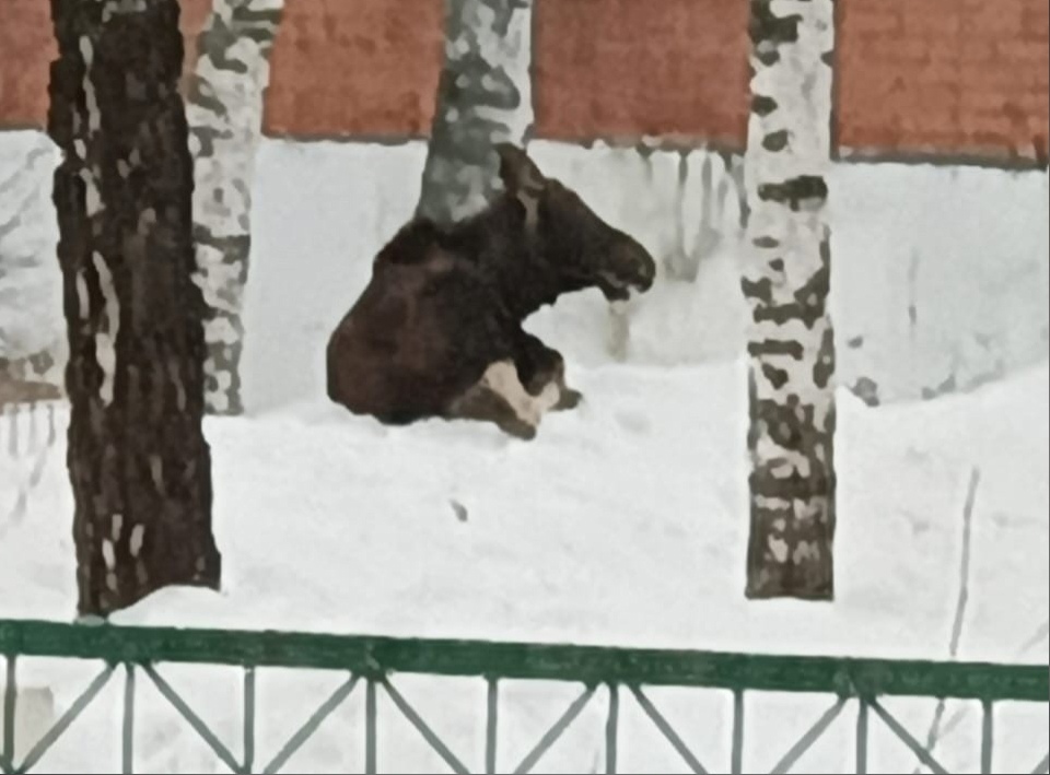 В Ярославской области лось забежал на территорию детского сада