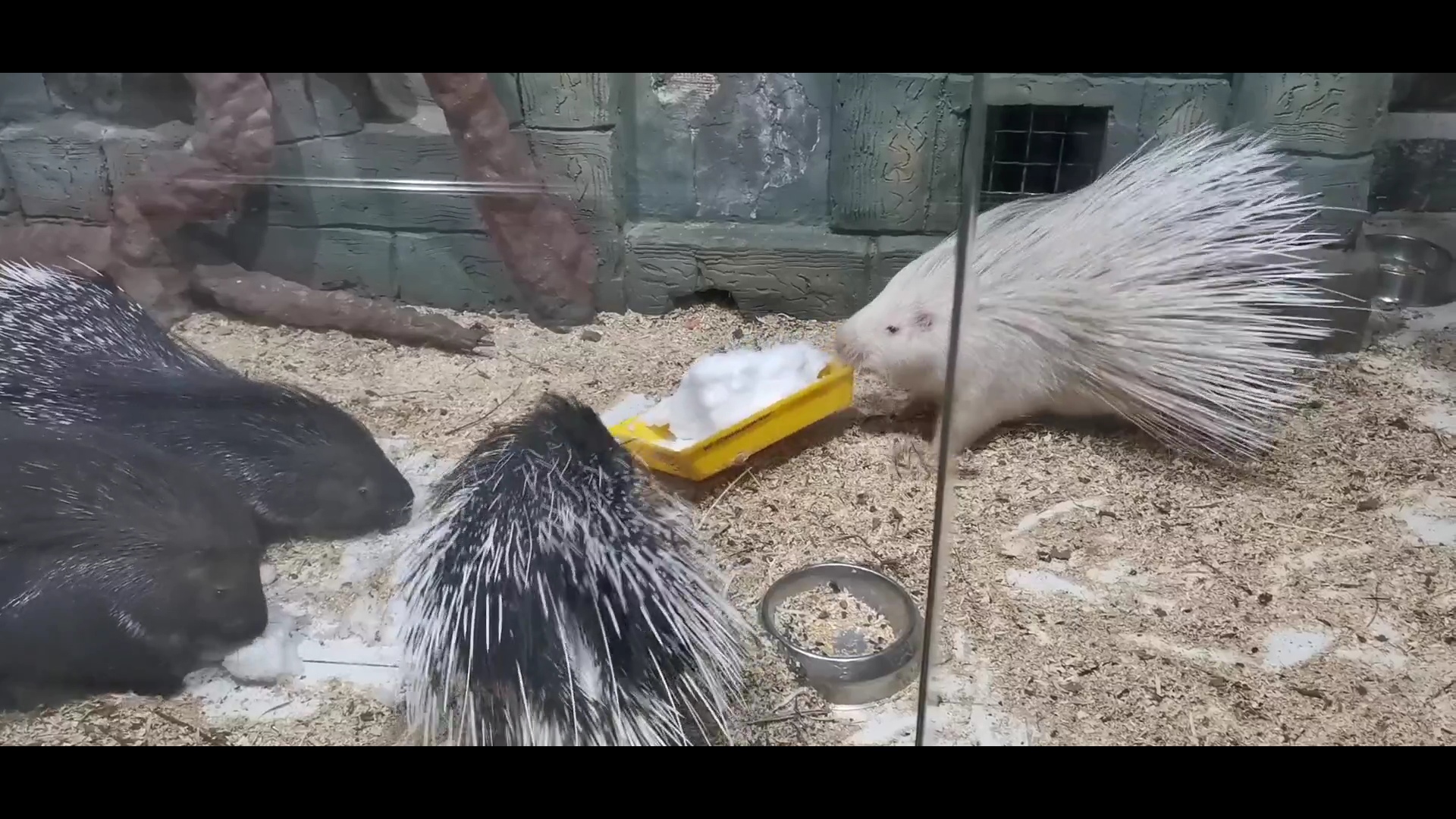 В Ярославском зоопарке экзотических животных познакомили со снегом