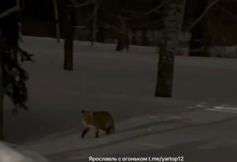 В центре Ярославля жители заметили лису
