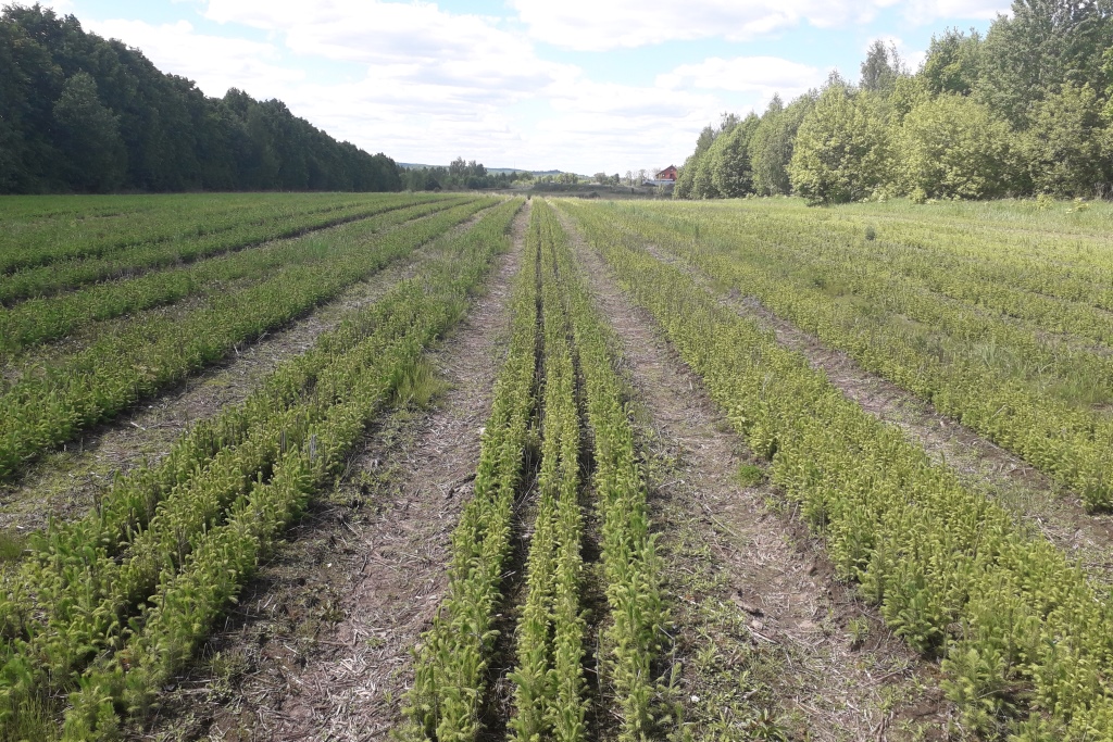 Более 300 килограммов семян ели и сосны подготовили для посадки весной в Ярославской области