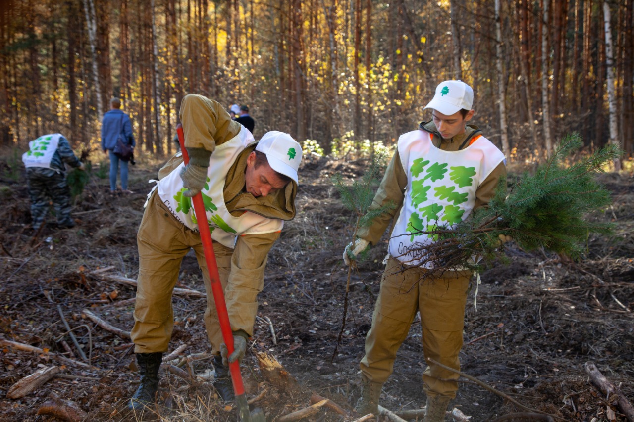 Площадь лесовосстановления в Ярославской области в этом году увеличат на треть