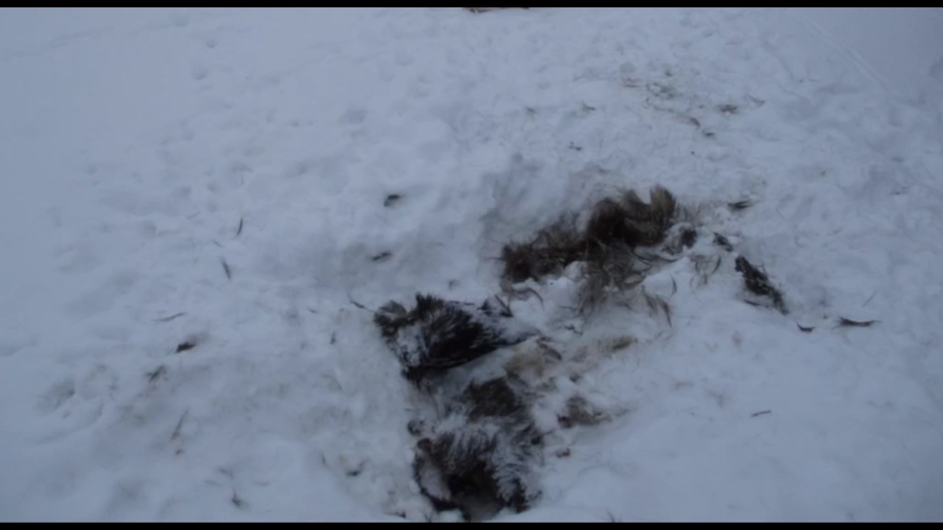 В Ярославской области задержали подозреваемого в незаконном убийстве пяти лосей