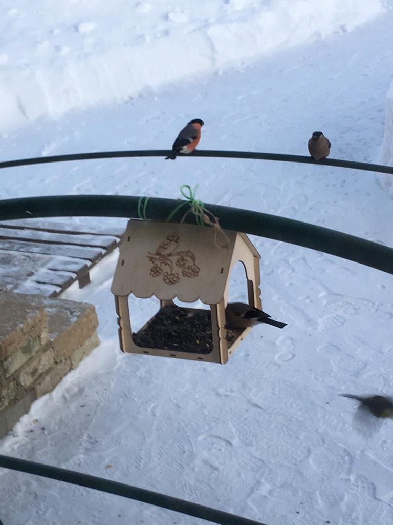 Участники акции «Покормите птиц зимой» развесили в Ярославской области более 5 тысяч кормушек