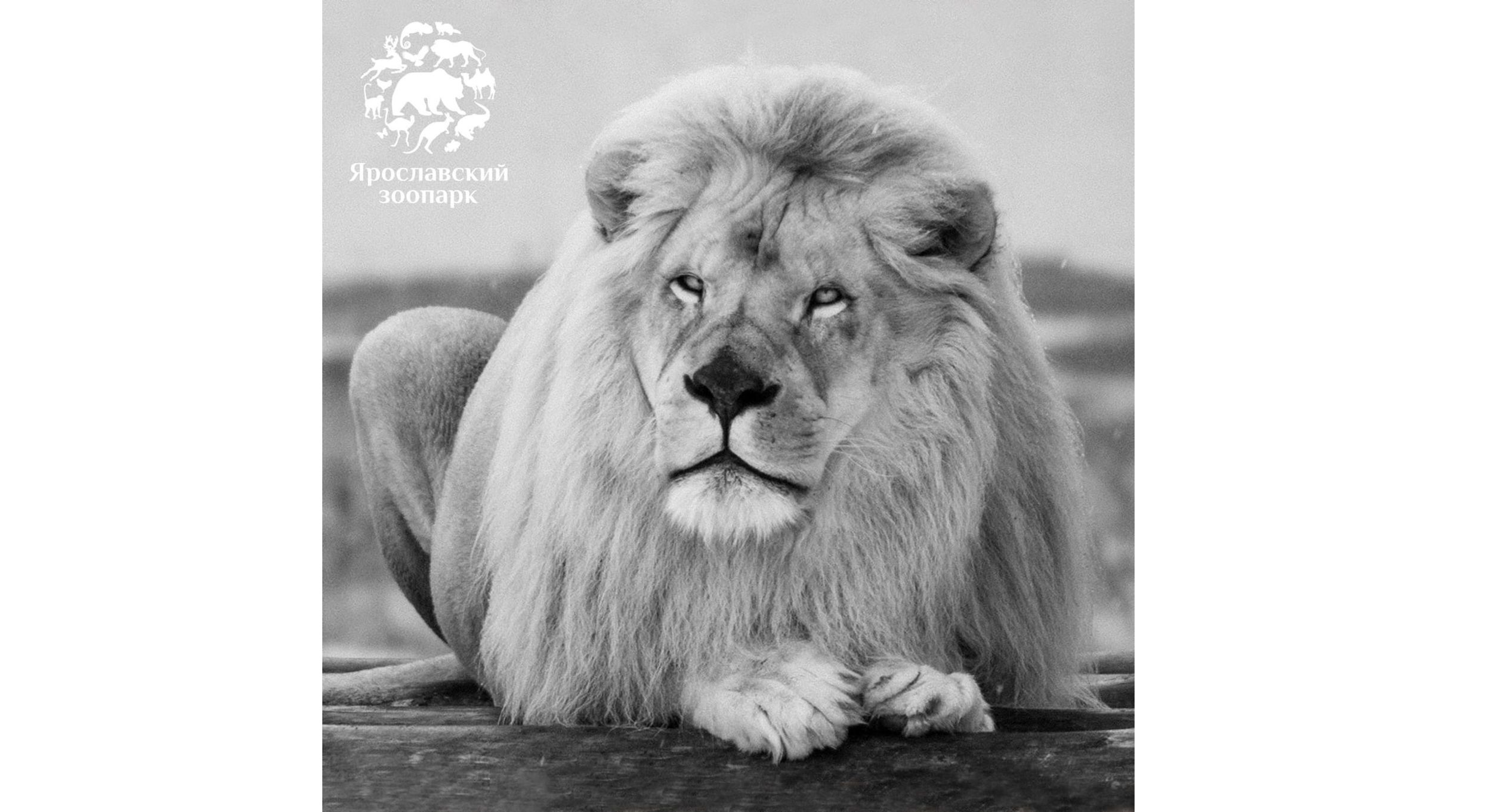 В Ярославском зоопарке скончался белый лев Ярос