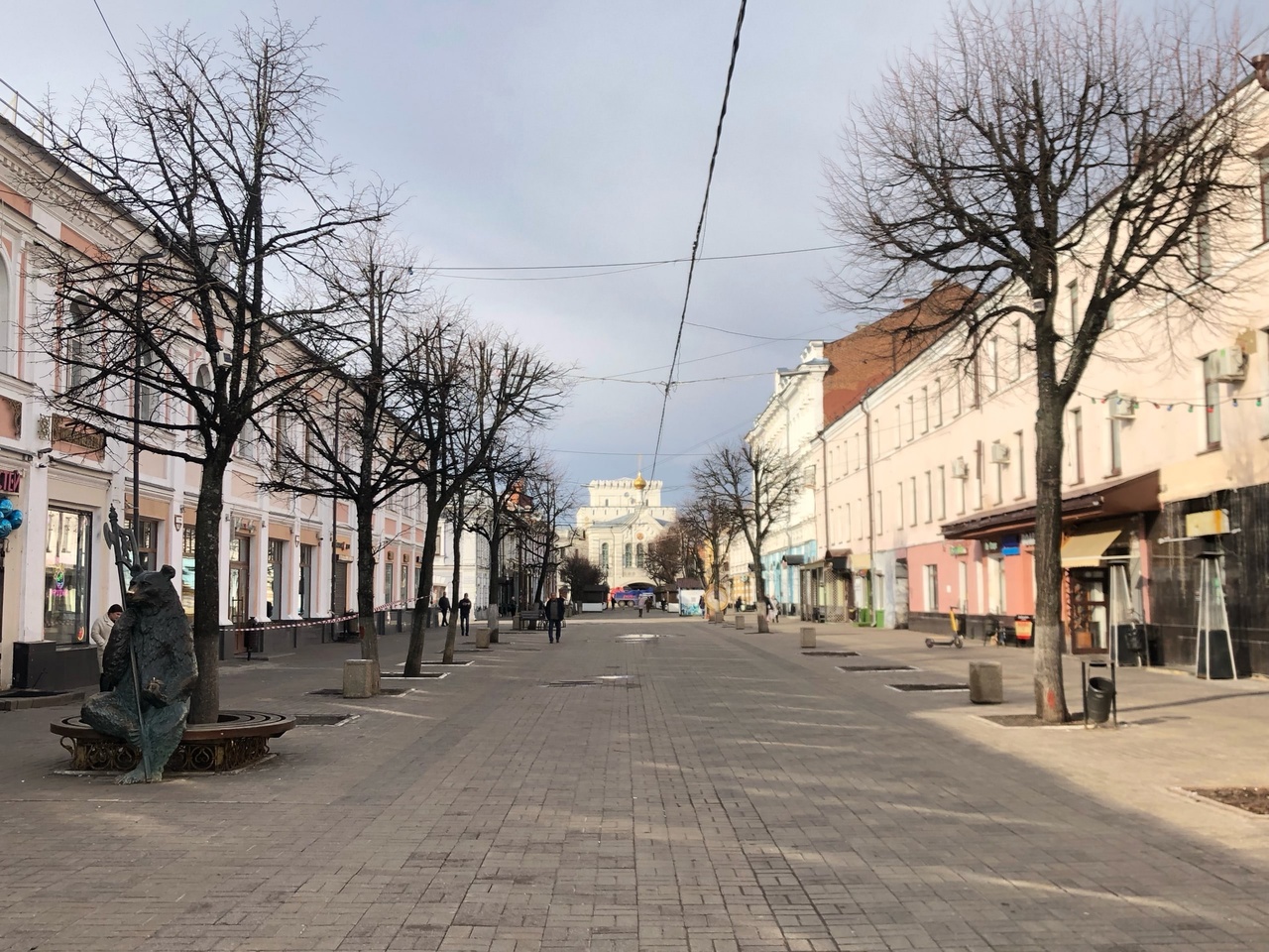 На центральных улицах Ярославля высадят клены и липы взамен спиленных