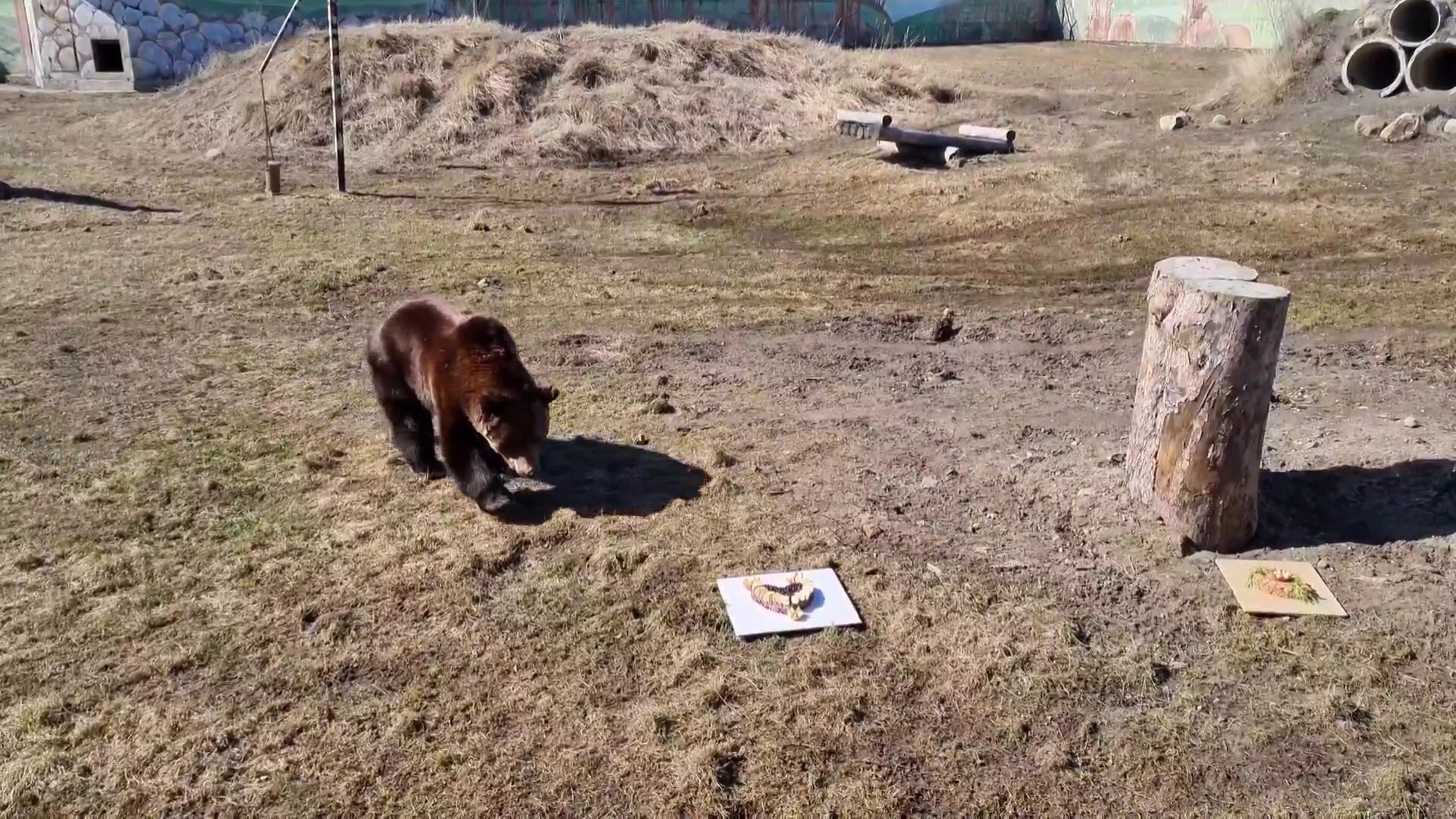 В Ярославском зоопарке из спячки вышли бурые медведи Топа и Ума