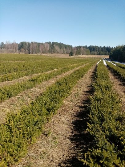 Около 3 миллионов сеянцев ели и сосны подготовят в питомниках Ярославской области для посадки