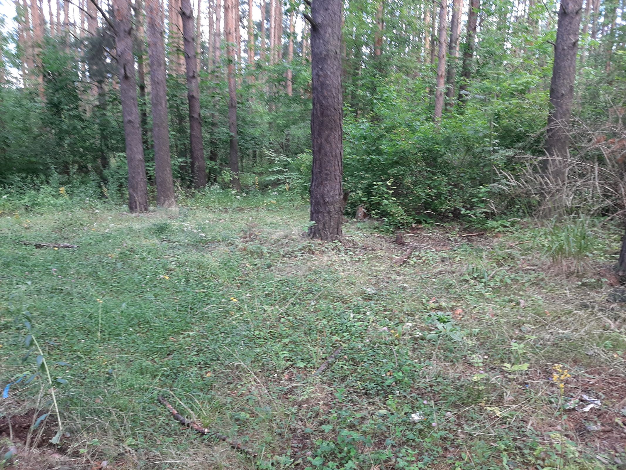 В Ярославской области продолжается работа по ликвидации свалок