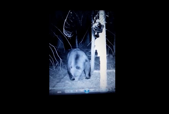 На фотоловушку в парке Ярославской области попался медведь