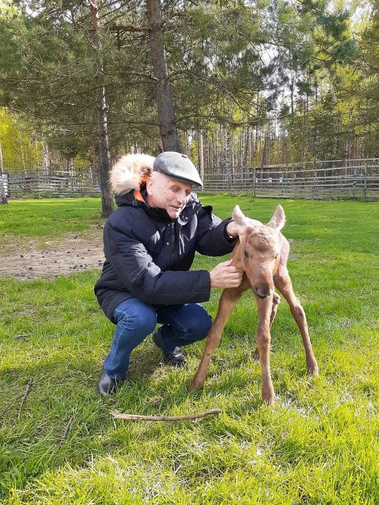 В Ярославском зоопарке поселились лосята, оставшиеся в лесу без родителей