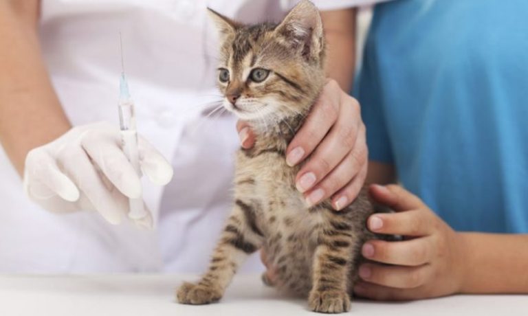 В Рыбинске ветстанция бесплатно вакцинирует домашних животных