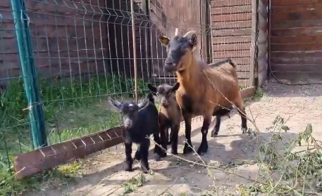 В Ярославском зоопарке у мини-козы родились два малыша