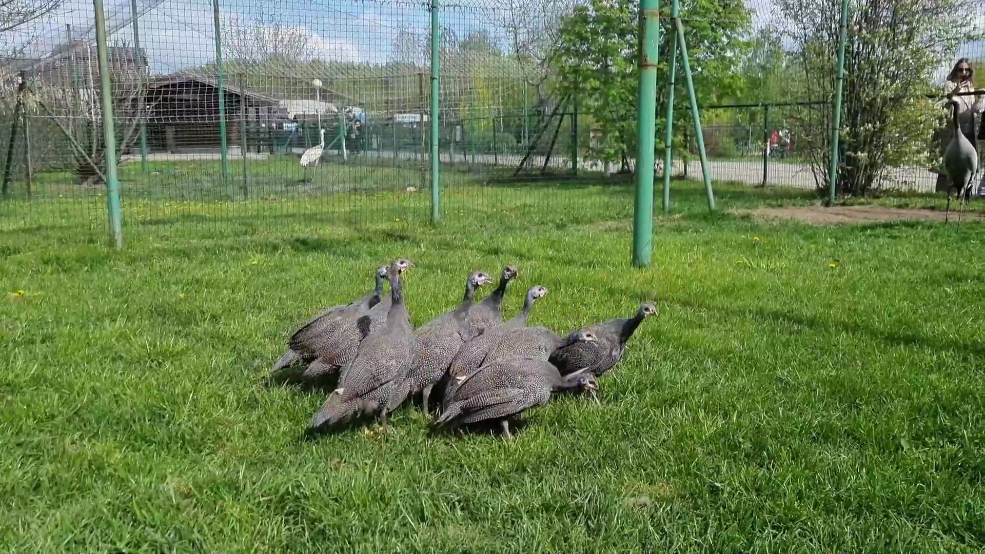 Цесарки в Ярославском зоопарке переехали в новый дом