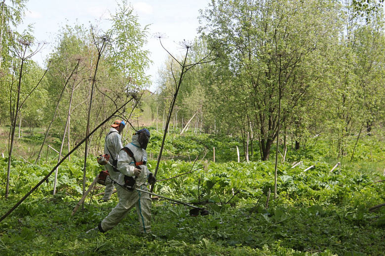 В Ярославле потратят более полумиллиона рублей на борьбу с борщевиком