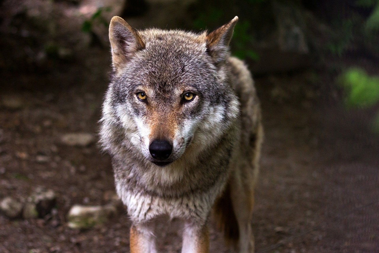 В лесах Ярославской области насчитали всего 12 волков