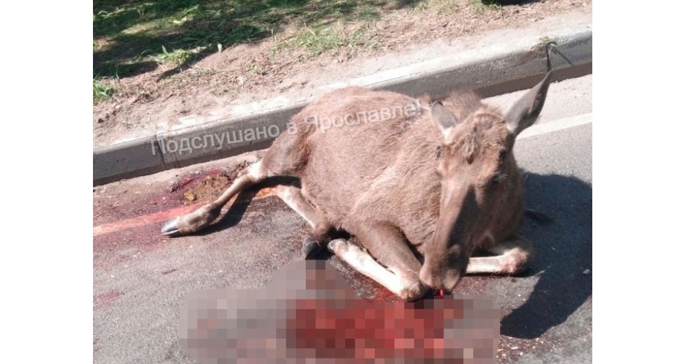 В Ярославле женщина на легковушке сбила выбежавшего из двора лося