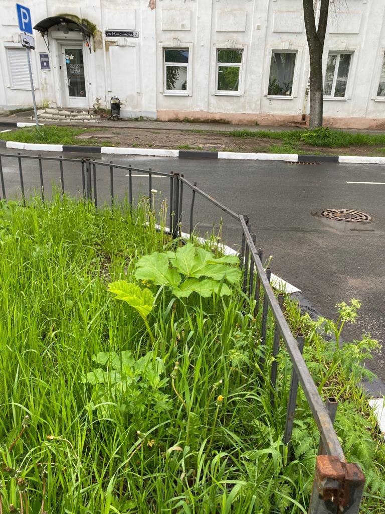 В центре Ярославля вдоль тротуаров разросся борщевик