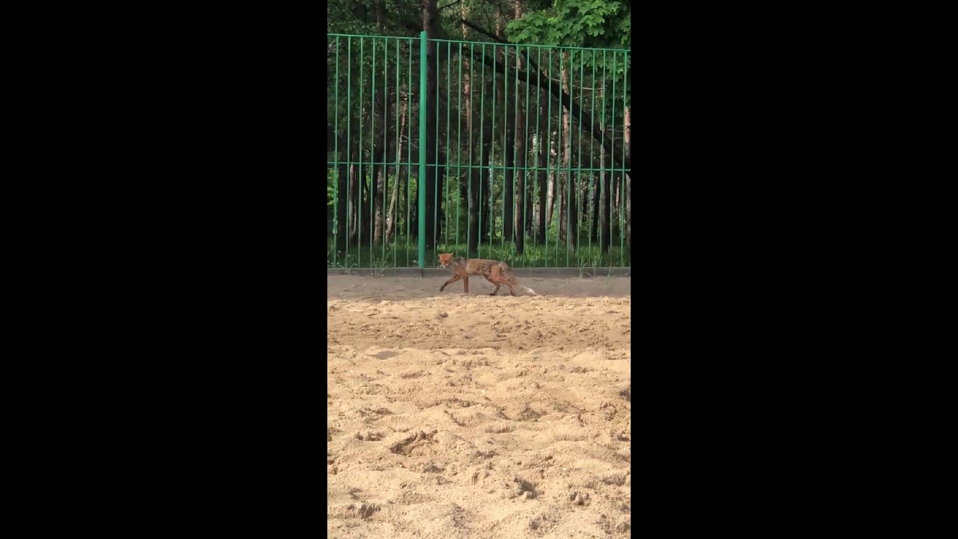 В Ярославле тощая лиса выбежала на Центральный пляж