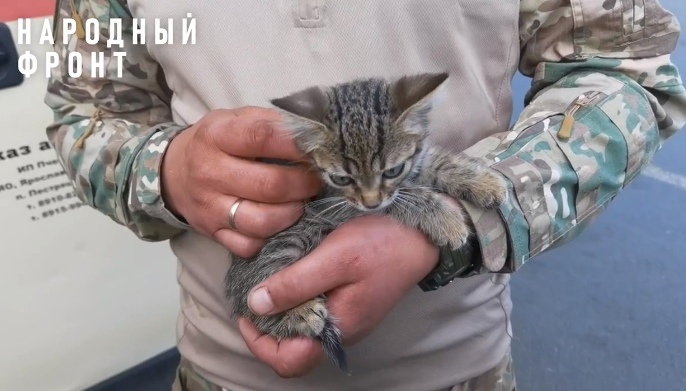 Спасенному из-под обстрелов в зоне СВО котенку ищут дом в Ярославской области