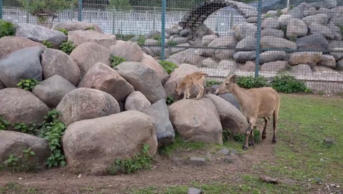 В Ярославском зоопарке появились новые обитатели