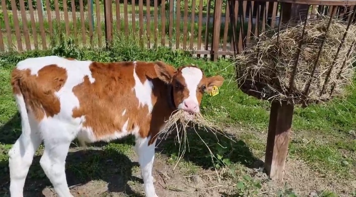 В Ярославском зоопарке появились новые обитатели