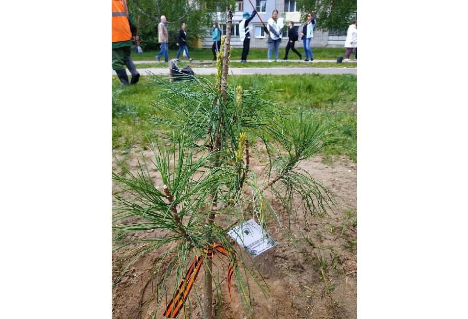 Более 240 тысяч деревьев посадили участники акции «Сад памяти» в Ярославской области