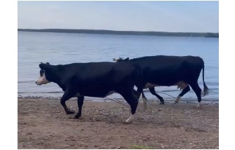 На пляже в Рыбинске сбежавшие с пастбища коровы напугали отдыхающих