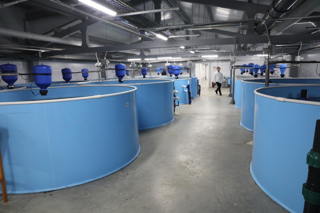 Первый комплекс по выращиванию клариевого сома и форели начал работу в Ярославской области