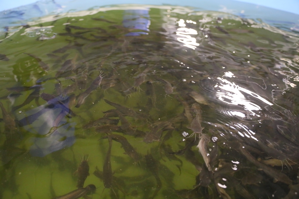 Первый комплекс по выращиванию клариевого сома и форели начал работу в Ярославской области