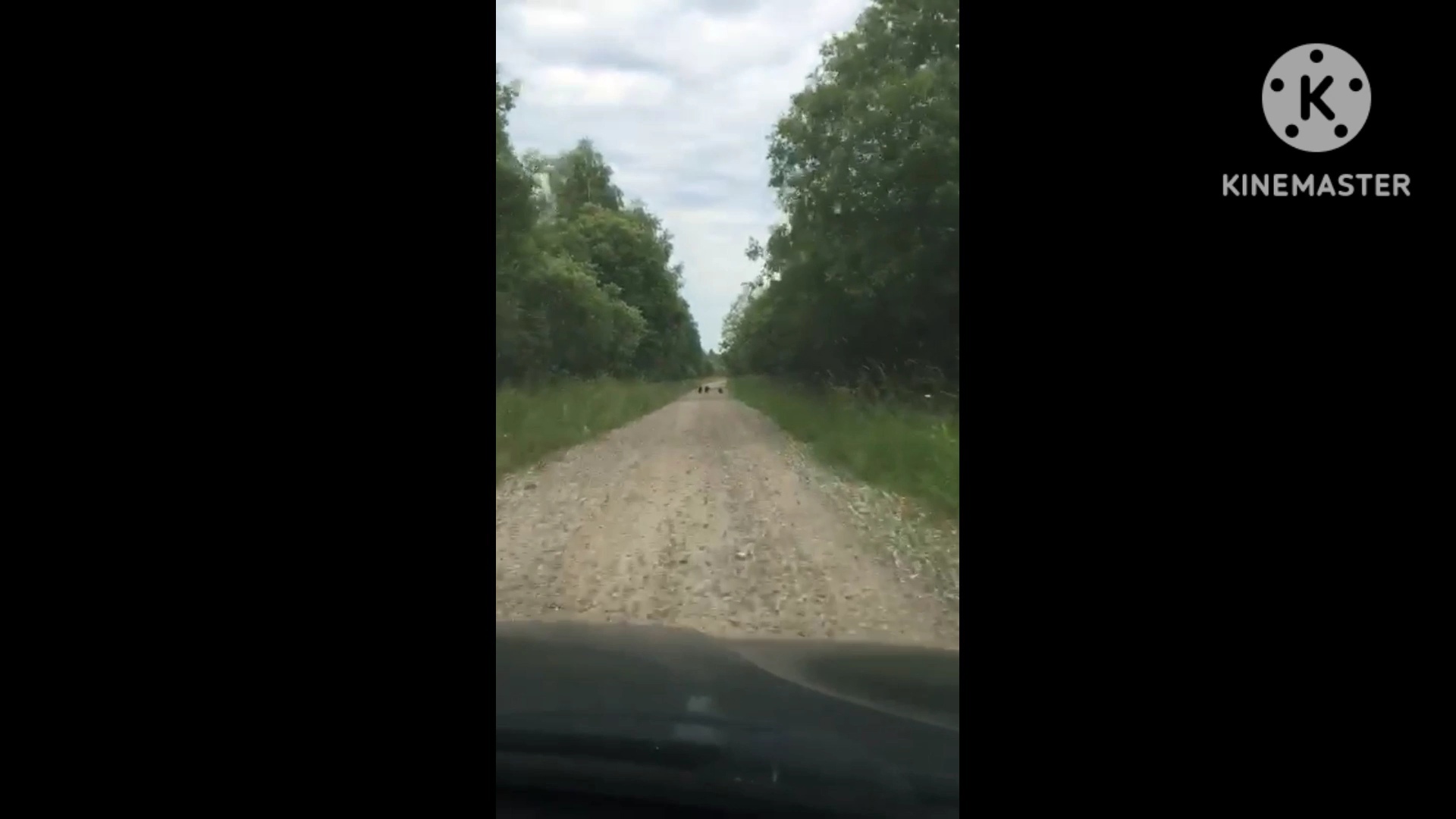 На дороге в Ярославской области на видео сняли трех медвежат
