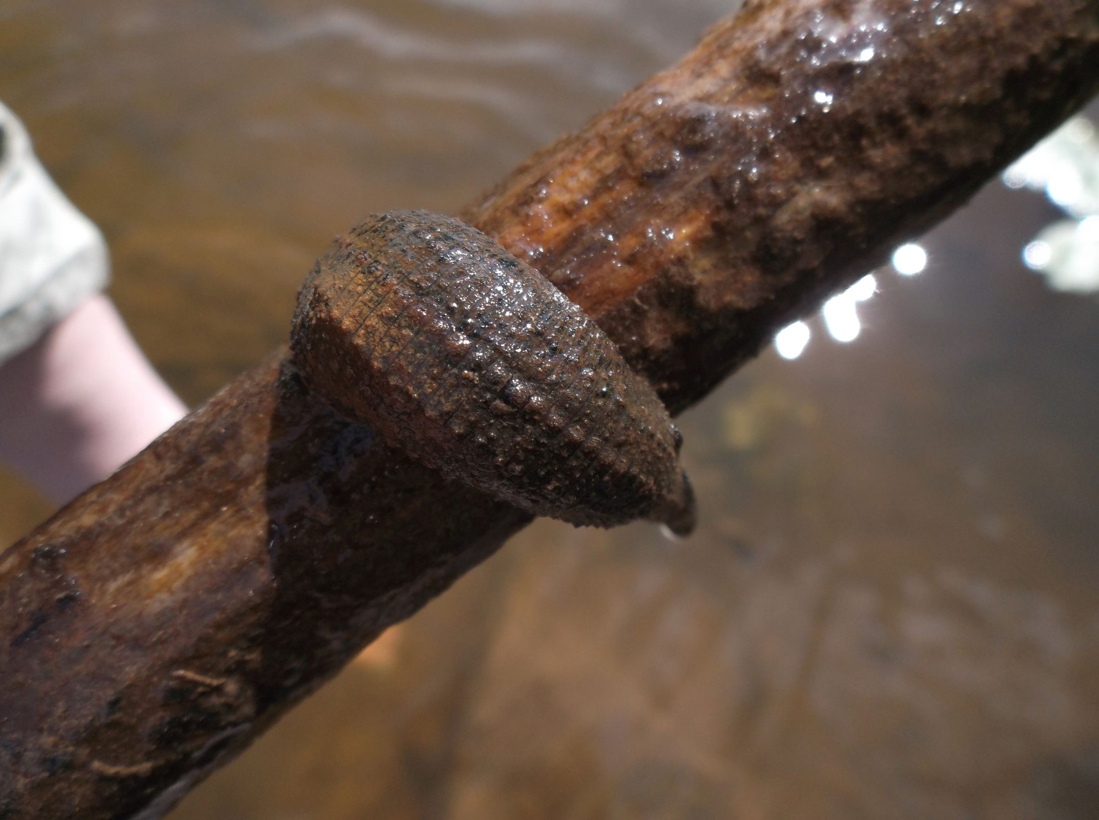 В реке Руше в Ярославской области нашли средиземноморского кровососа