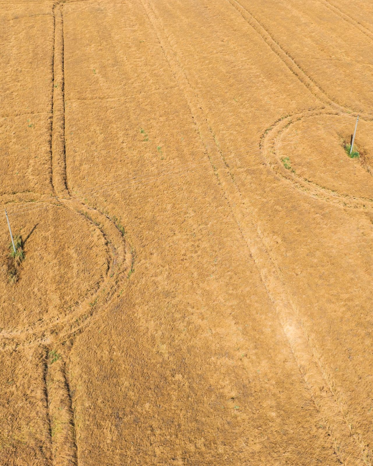 «Вызывайте Малдера и Скалли»: в Ярославской области сфотографировали круги на полях