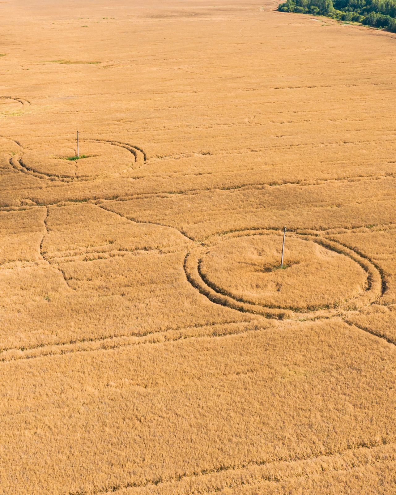 «Вызывайте Малдера и Скалли»: в Ярославской области сфотографировали круги на полях
