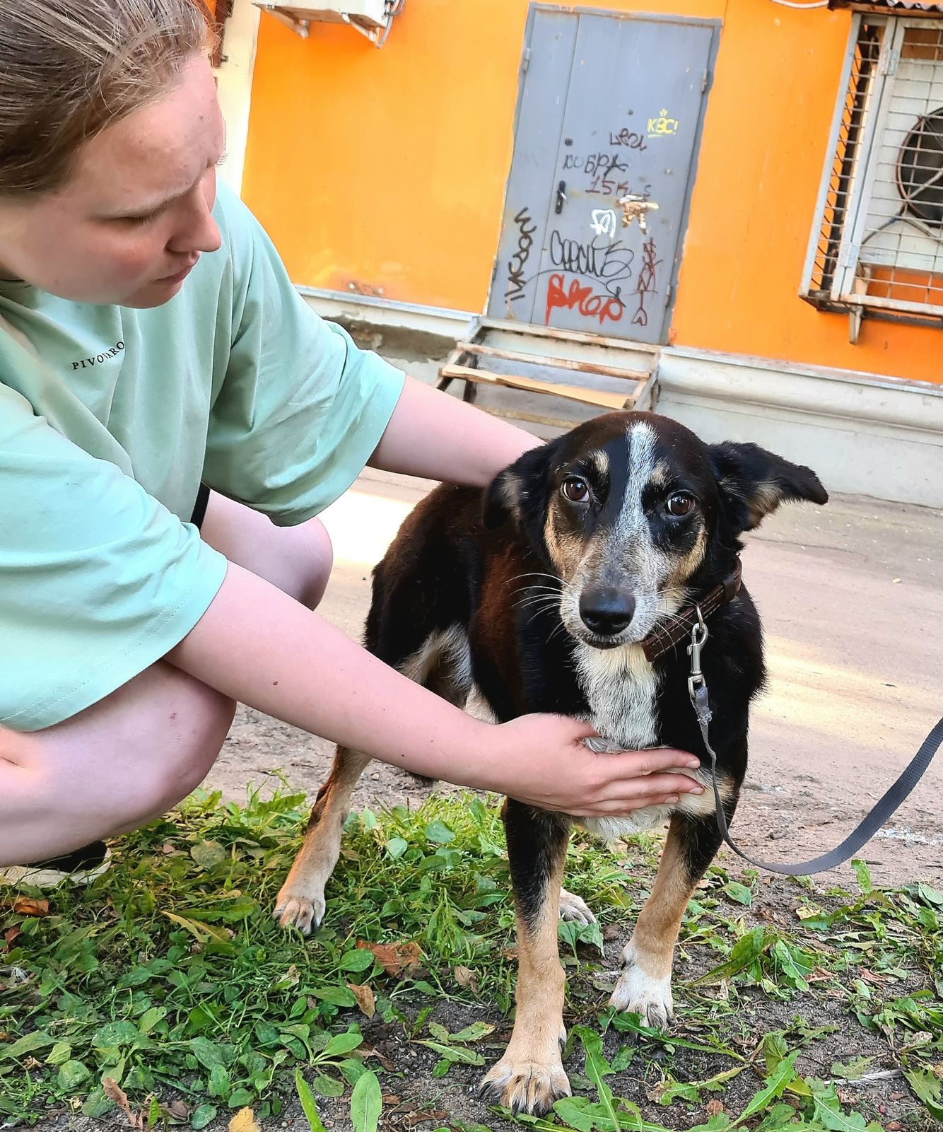 В Ярославле из «адской квартиры» спасли более десяти собак