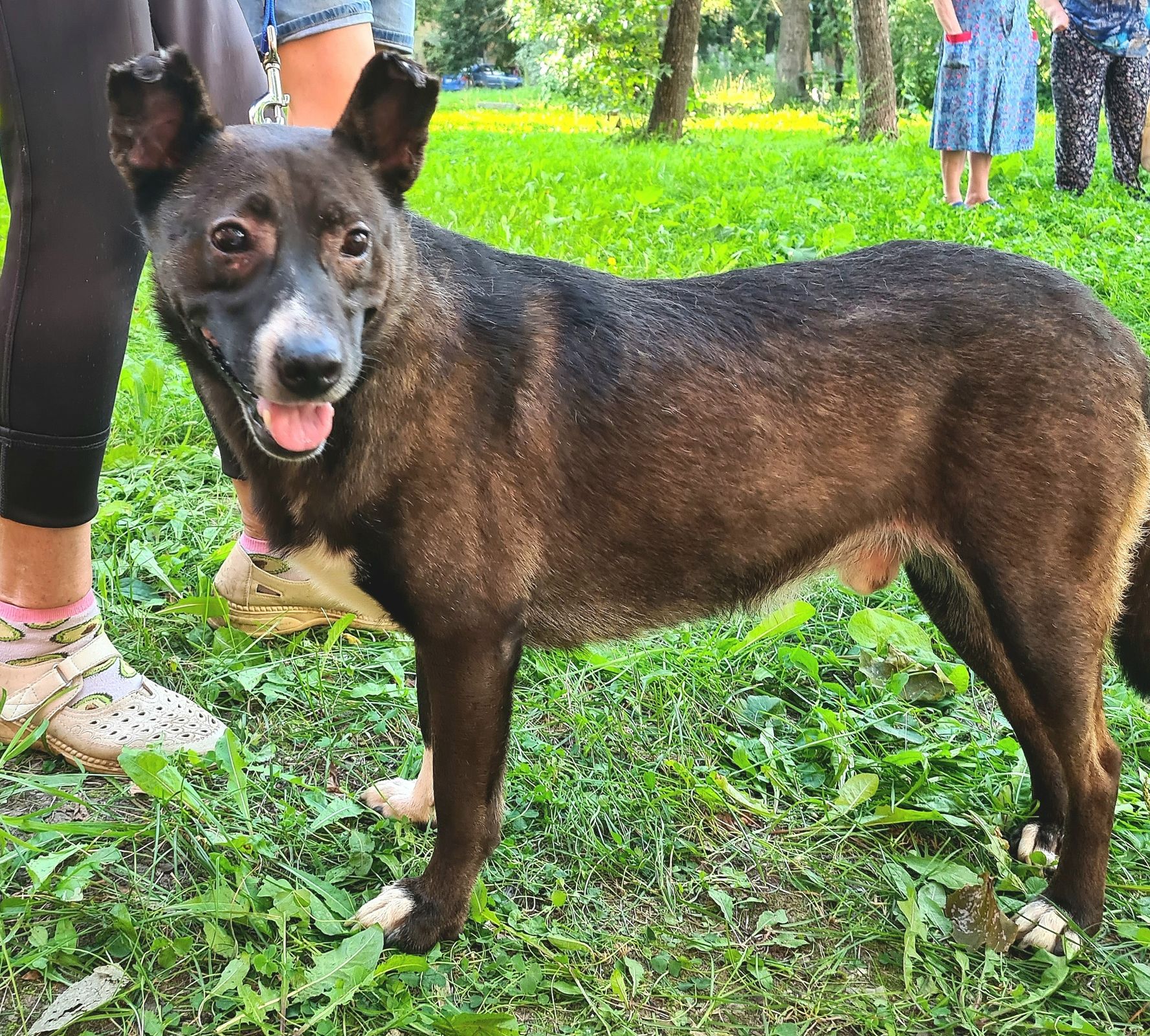 В Ярославле из «адской квартиры» спасли более десяти собак
